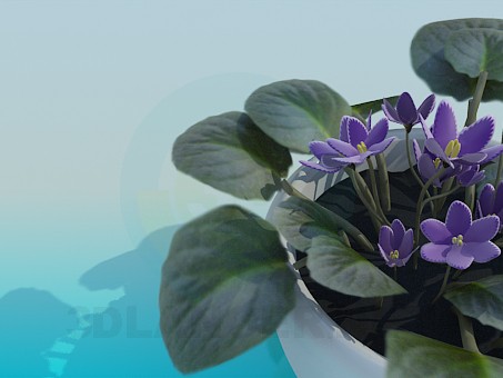 3d model Violets - preview 3d model Violets - preview