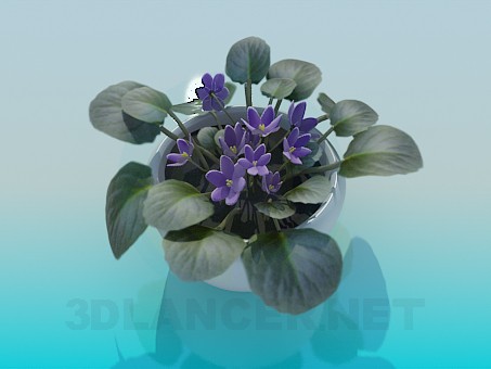 3d model Violets - preview 3d model Violets - preview