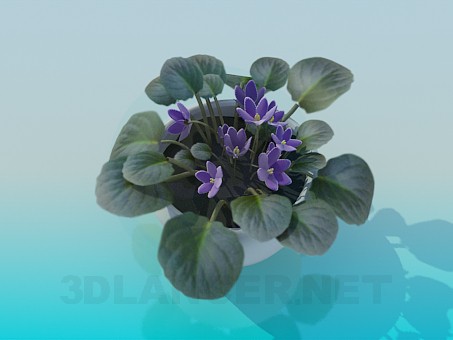 3d model Violets - preview 3d model Violets - preview