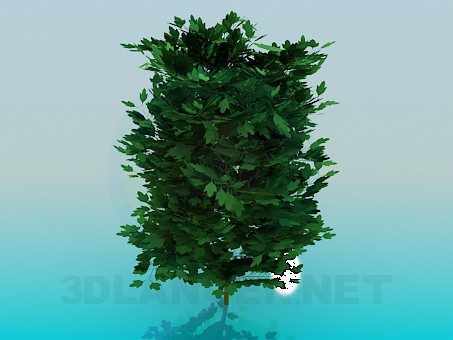 3d model Thick tree - preview 3d model Thick tree - preview