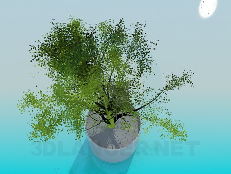 3d model Pot - preview 3d model Pot - preview