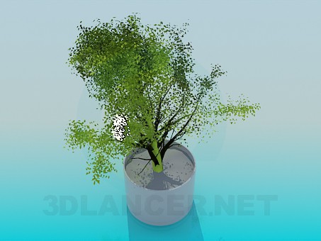 3d model Pot - preview 3d model Pot - preview
