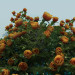 3D Modell Bodendecker-Rose, Bodendeckerrose - Vorschau