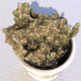 Cactus casero en maceta 3D modelo Compro - render
