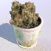 modèle 3D de Cactus maison dans un pot acheter - rendu