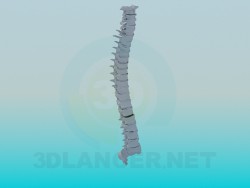 Coluna vertebral humana