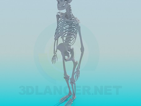 3d модель Скелет человека – превью 3d модель Скелет человека – превью