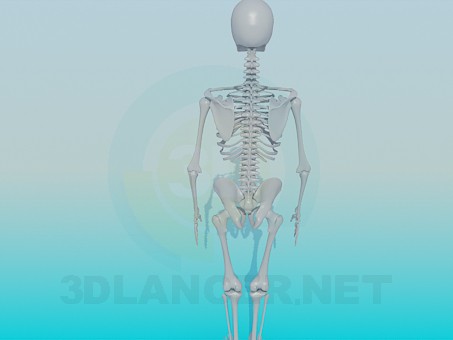 3d модель Скелет человека – превью 3d модель Скелет человека – превью