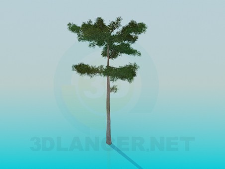 3d модель Сосна – превью 3d модель Сосна – превью