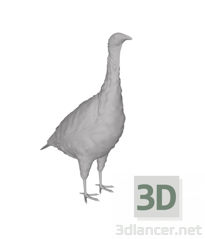 3d model pavo domestico - vista previa