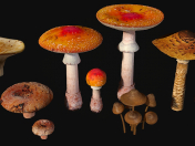 Cogumelos Set1
