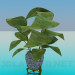 3d model Ficus - vista previa