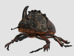 Rhinoceros_beetle. Gergedan böceği.