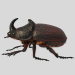 3D Rhinoceros_beetle. Gergedan böceği. modeli satın - render
