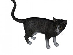 Barsik Cat 1