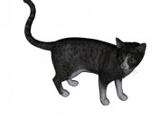 Barsik Cat 1