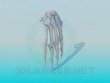 3d model The bones of the human hand - preview 3d model The bones of the human hand - preview