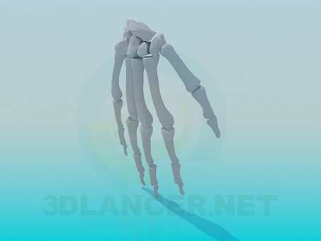 3d model The bones of the human hand - preview 3d model The bones of the human hand - preview