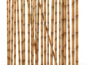 mur de bambou