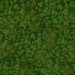 Texture Seamless texture of grass free download - image