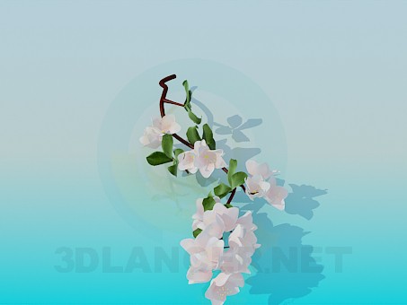 3d модель Квітуча гілка – превью
