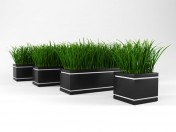 Grass for decoration