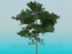 Lush pine