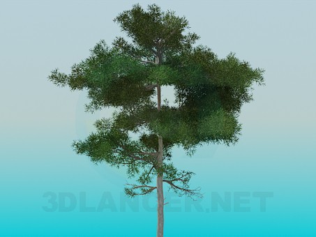 3d model Lush pine - preview