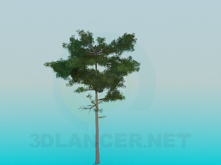 3d модель Пышная сосна – превью 3d модель Пышная сосна – превью