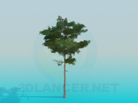 3d модель Пышная сосна – превью 3d модель Пышная сосна – превью