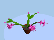 Blooming zygocactus