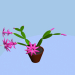 3d Blooming zygocactus model buy - render