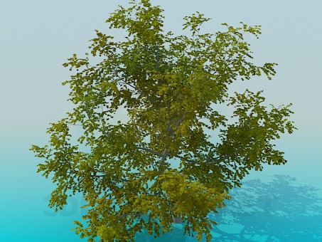 3d model Maple - preview 3d model Maple - preview