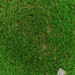 3d Проста невисока трава з камінням модель купити - зображення