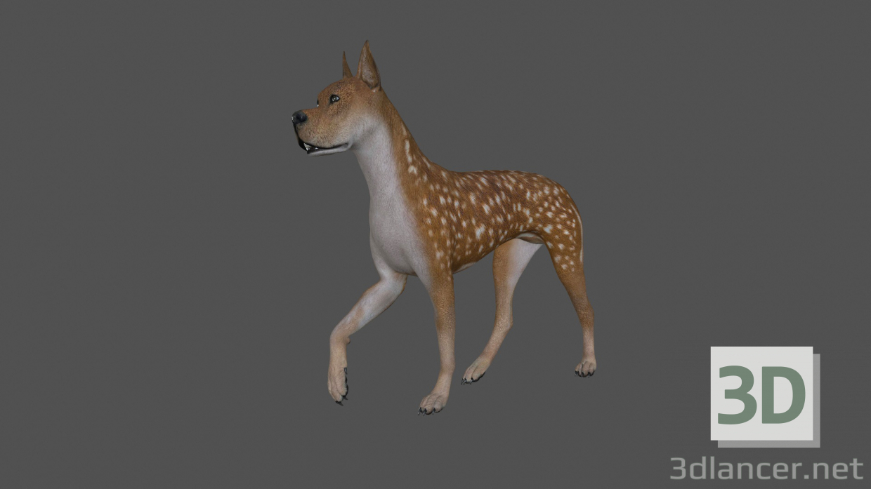 modello 3D di FDGD-002 Animazione per cani comprare - rendering
