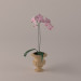 3d Orchids model buy - render