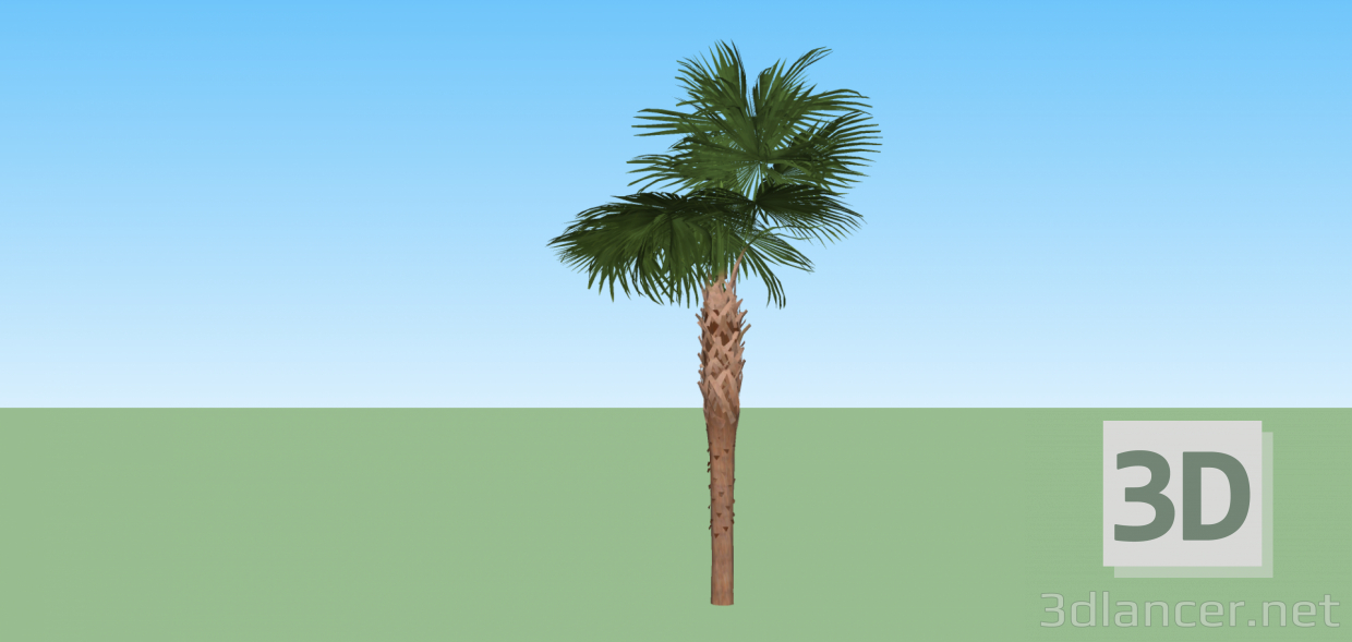 3d model Palm tree - preview
