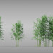 3D Modell Bambus, Baumbambus - Vorschau