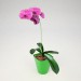 3d Phalaenopsis Orchid model buy - render