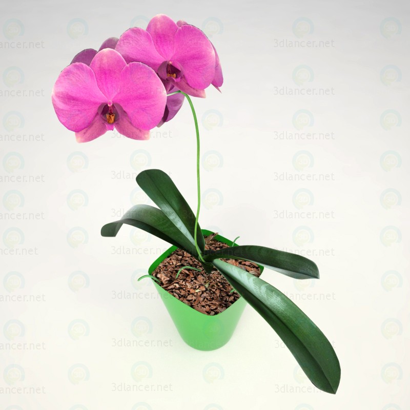 3d Phalaenopsis Orchid model buy - render 3d Phalaenopsis Orchid model buy - render