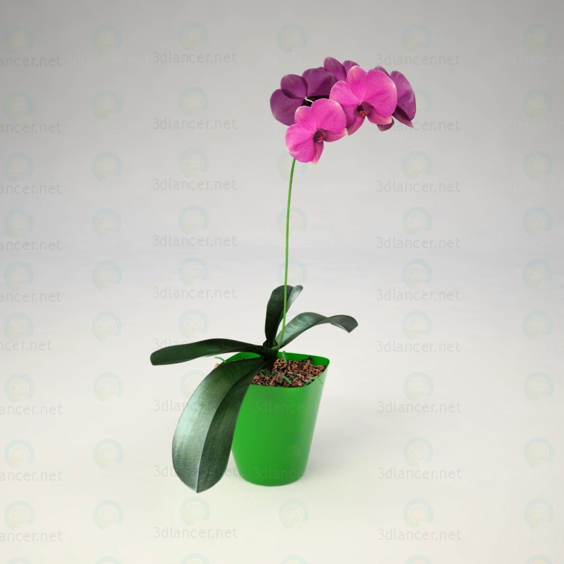 3d Phalaenopsis Orchid model buy - render 3d Phalaenopsis Orchid model buy - render