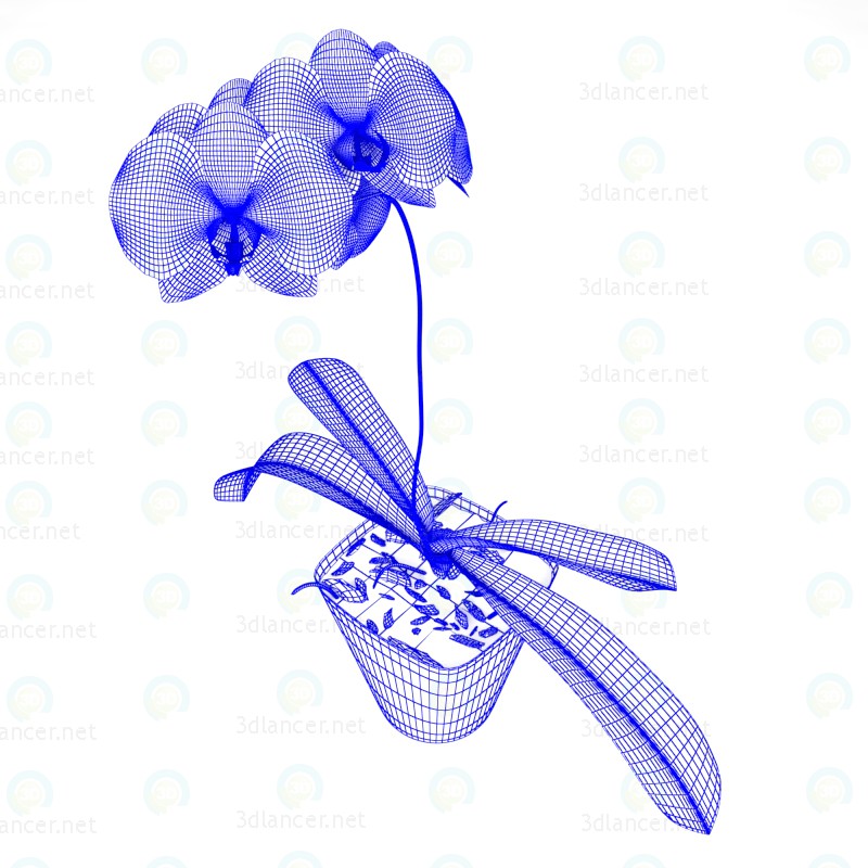 3d Phalaenopsis Orchid model buy - render 3d Phalaenopsis Orchid model buy - render