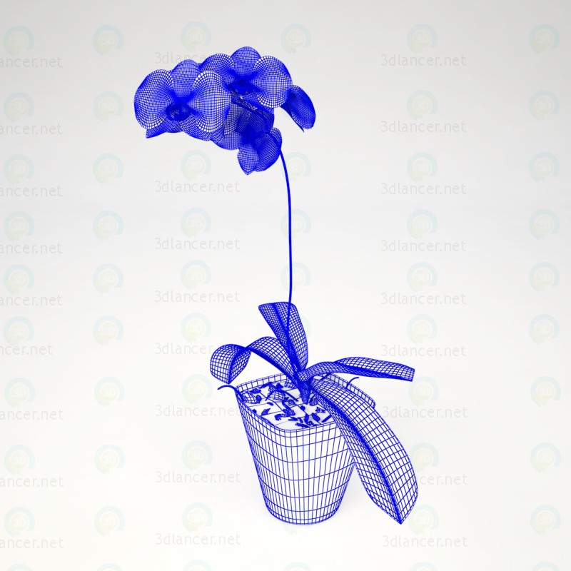 3d Phalaenopsis Orchid model buy - render 3d Phalaenopsis Orchid model buy - render