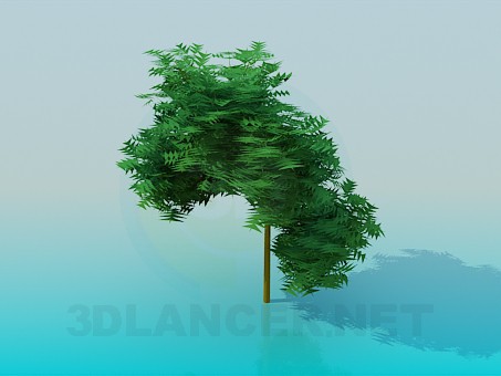 3d модель Дерево – превью 3d модель Дерево – превью